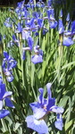 2013053109450001.jpg