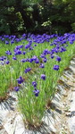 2013053110410001.jpg