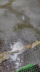 DSC_0967.JPG