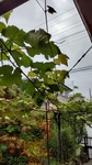 DSC_0966.JPG