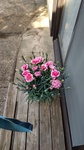 DSC_2198.JPG