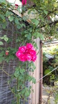 DSC_2264.JPG
