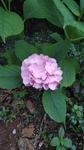 DSC_2362.JPG