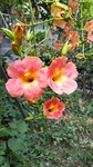 DSC_2396.JPG