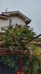 DSC_2503.JPG